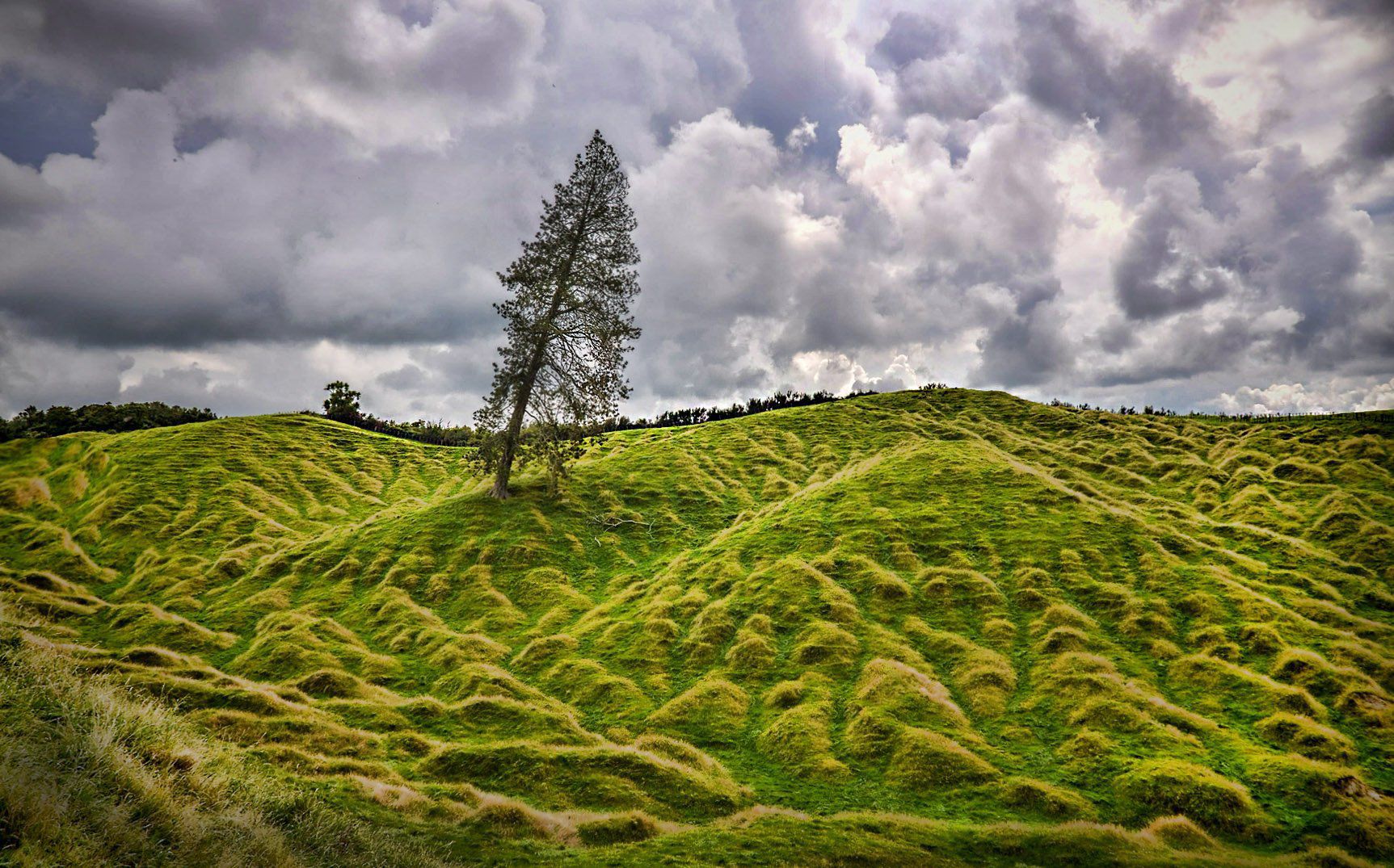 New Zealand Farmland